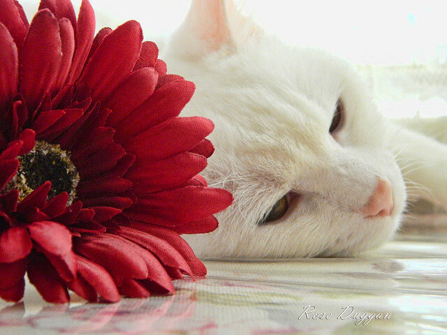 开拓者轻取步行者，戈贝尔完成自我救赎